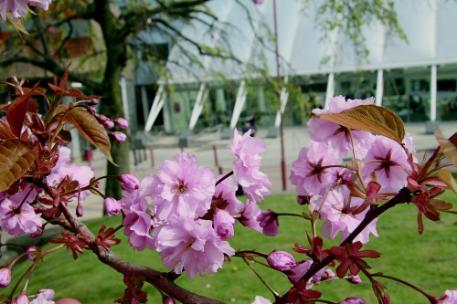 Pink flowers outside atrium