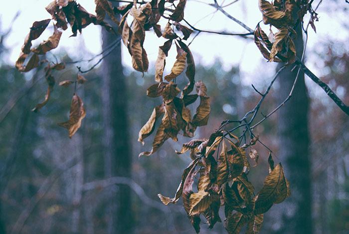 Dried ash tree on campus