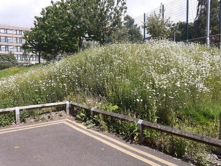 Grass bank in no mow area University o Bradford