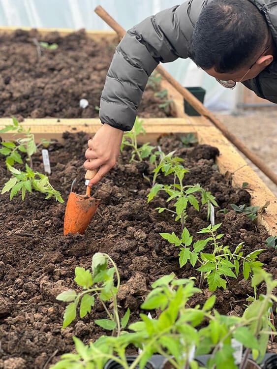 A student planting melons in allotment