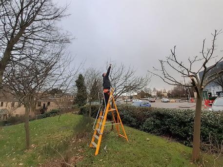 Biodiversity team pruning tree