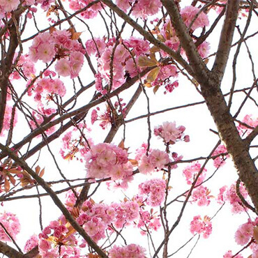 A cherry blossom tree in spring with pink petals.