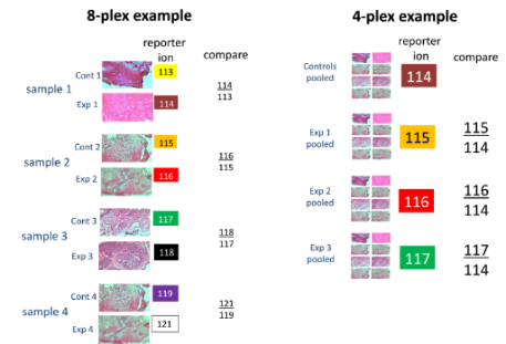 ITRAQ quantitative proteomics