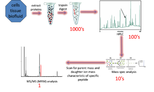 Multiple Reaction Monitoring schematic