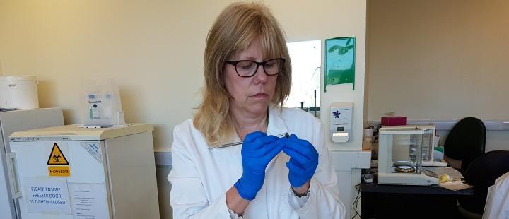 Woman scientist examining tooth