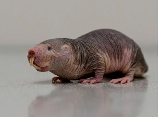 naked mole rat