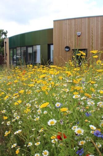 Area of campus showing wildflowers