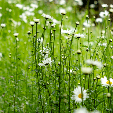 A field of daisies